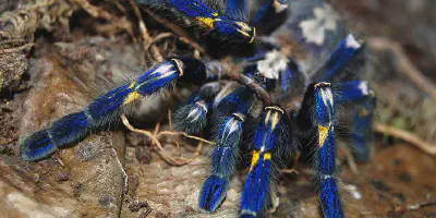 /img/19863-cobalt-blue-tarantula-handling.webp