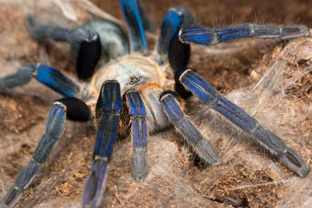 19863 cobalt blue tarantula molting