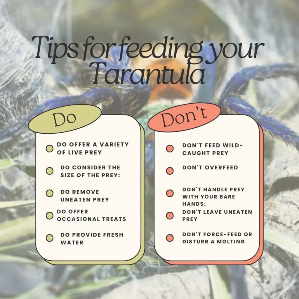 19865 tarantula eating