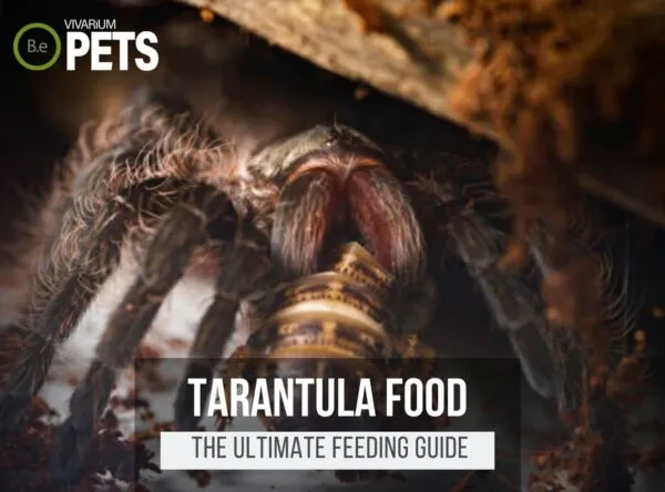 /img/19865-tarantula-molting.webp