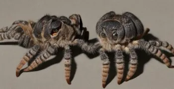 19865 tarantula water