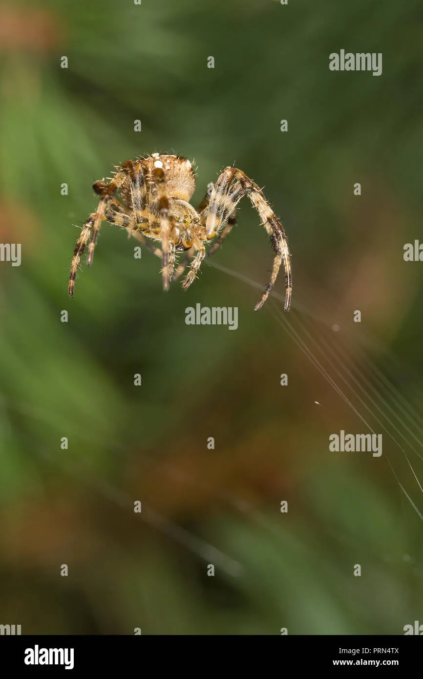 19866 tarantula spider uk conservation