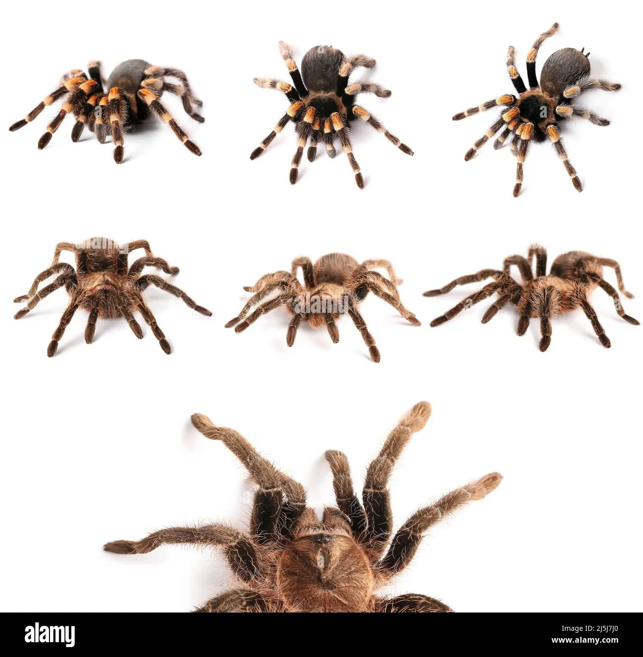 19866 tarantula spider uk diet