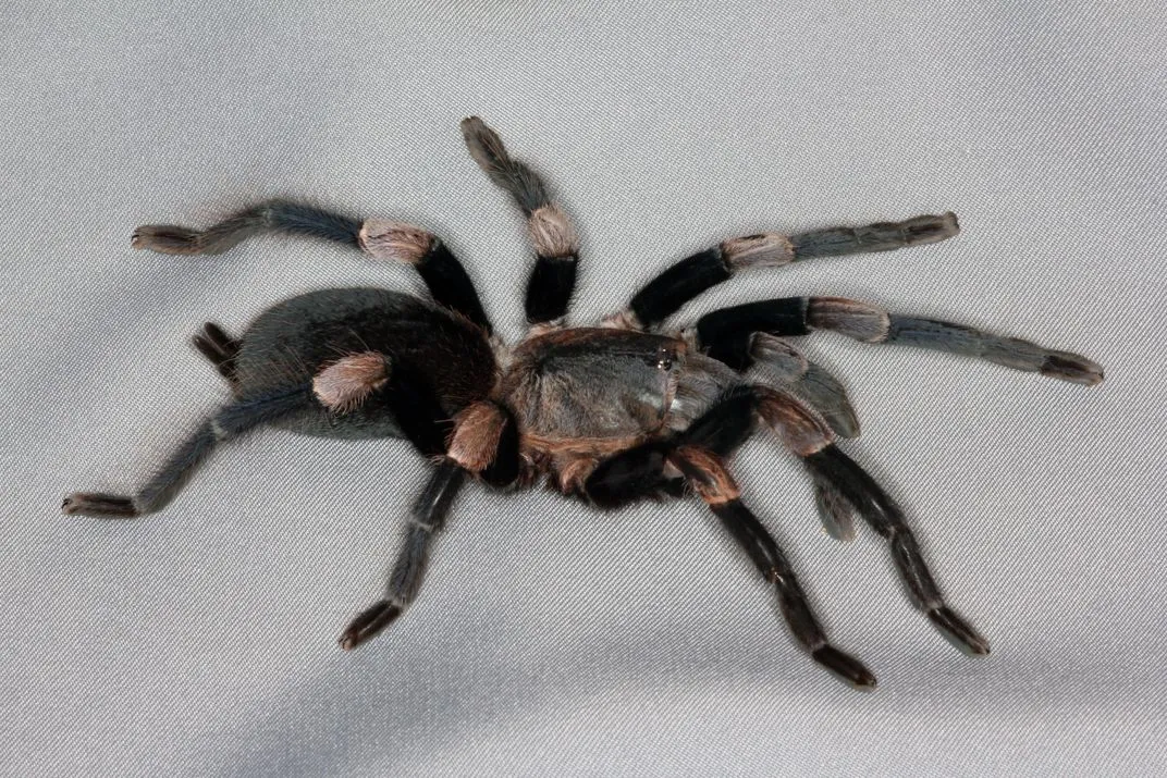/img/19866-tarantula-spider-uk-human-interaction.webp