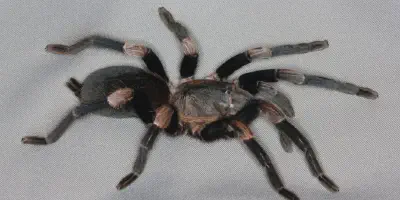 /img/19866-tarantula-spider-uk-human-interaction.webp
