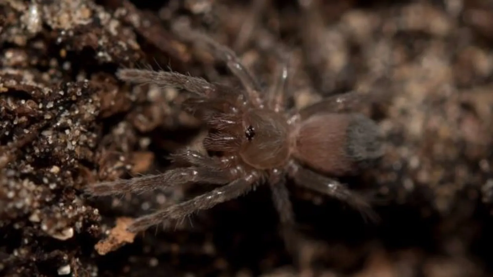 19866 tarantula spider uk threats