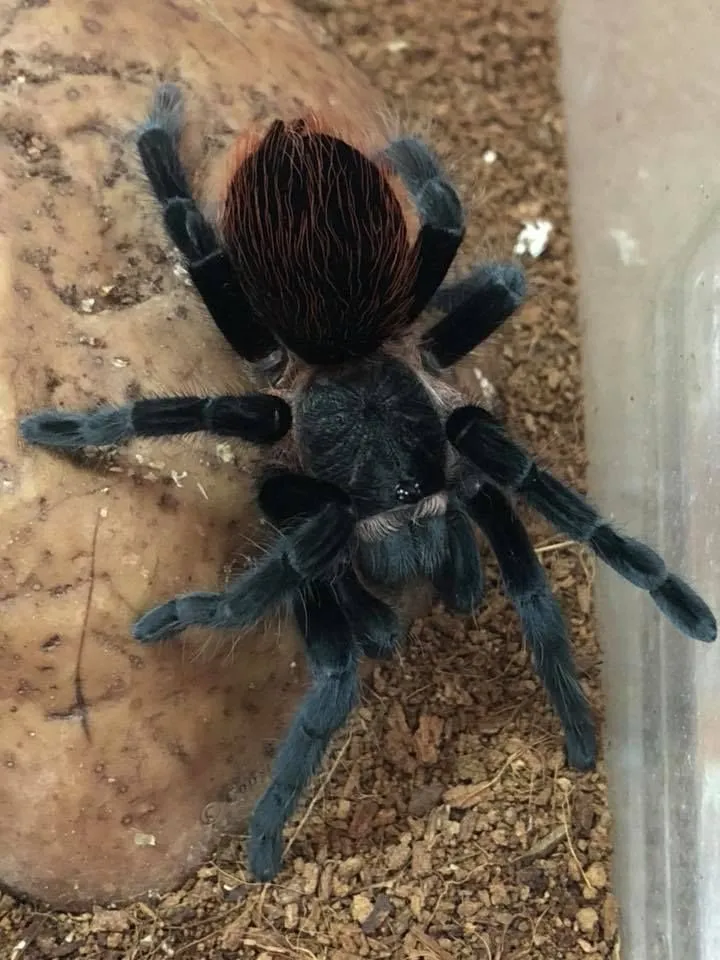 19866 uk spider identification