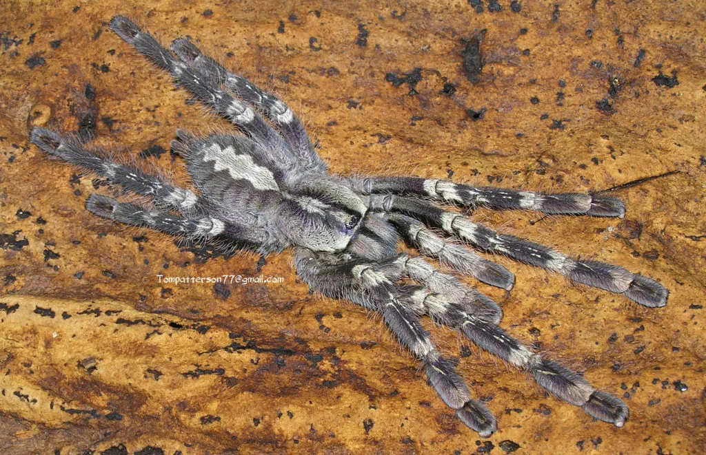 19868 tarantula ireland diet