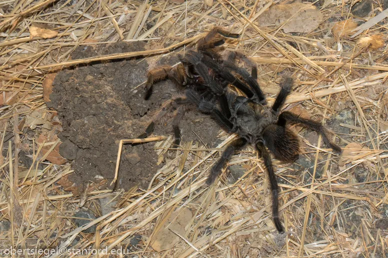 /img/19868-tarantula-ireland-protection.webp