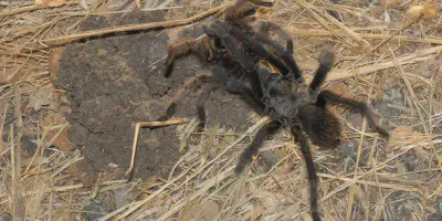 /img/19868-tarantula-ireland-protection.webp