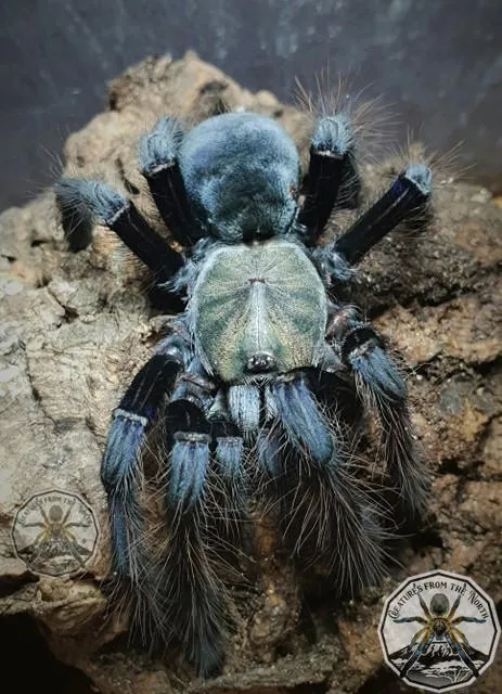 19870 sumatran tiger philippines 3