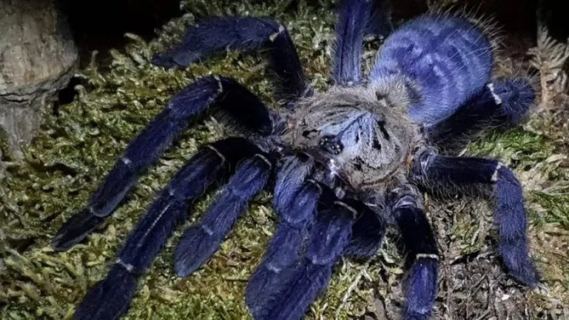 19870 sumatran tiger tarantula 4