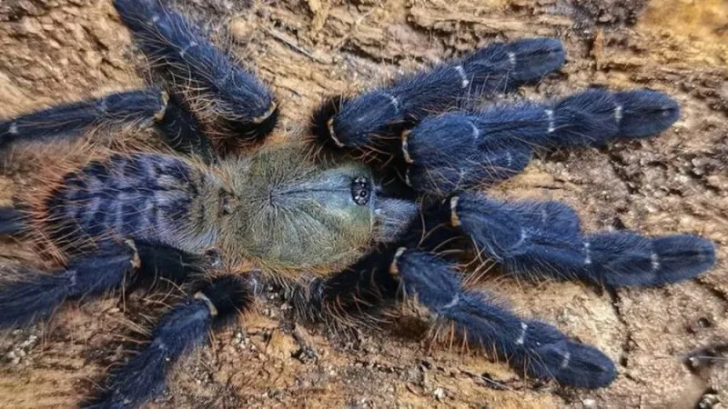 19870 sumatran tiger tarantula philippines 2