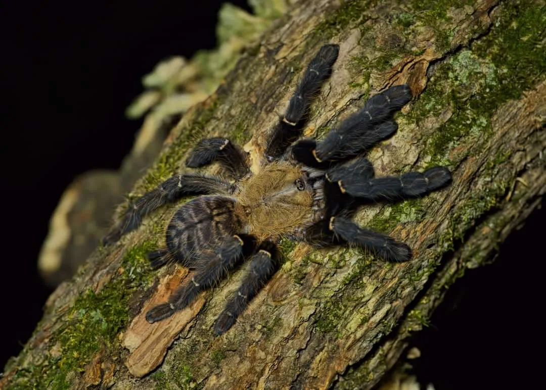 19870 sumatran tiger tarantula philippines 5