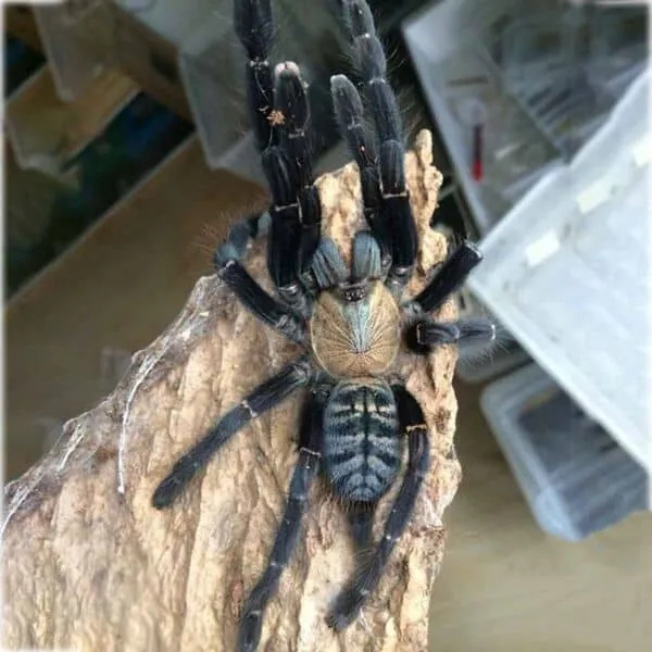 19870 sumatran tiger tarantula philippines 6