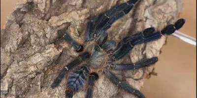 /img/19870-sumatran-tiger-tarantula-philippines-7.webp