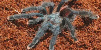 /img/19872-hyderabad-tarantula-conservation.webp