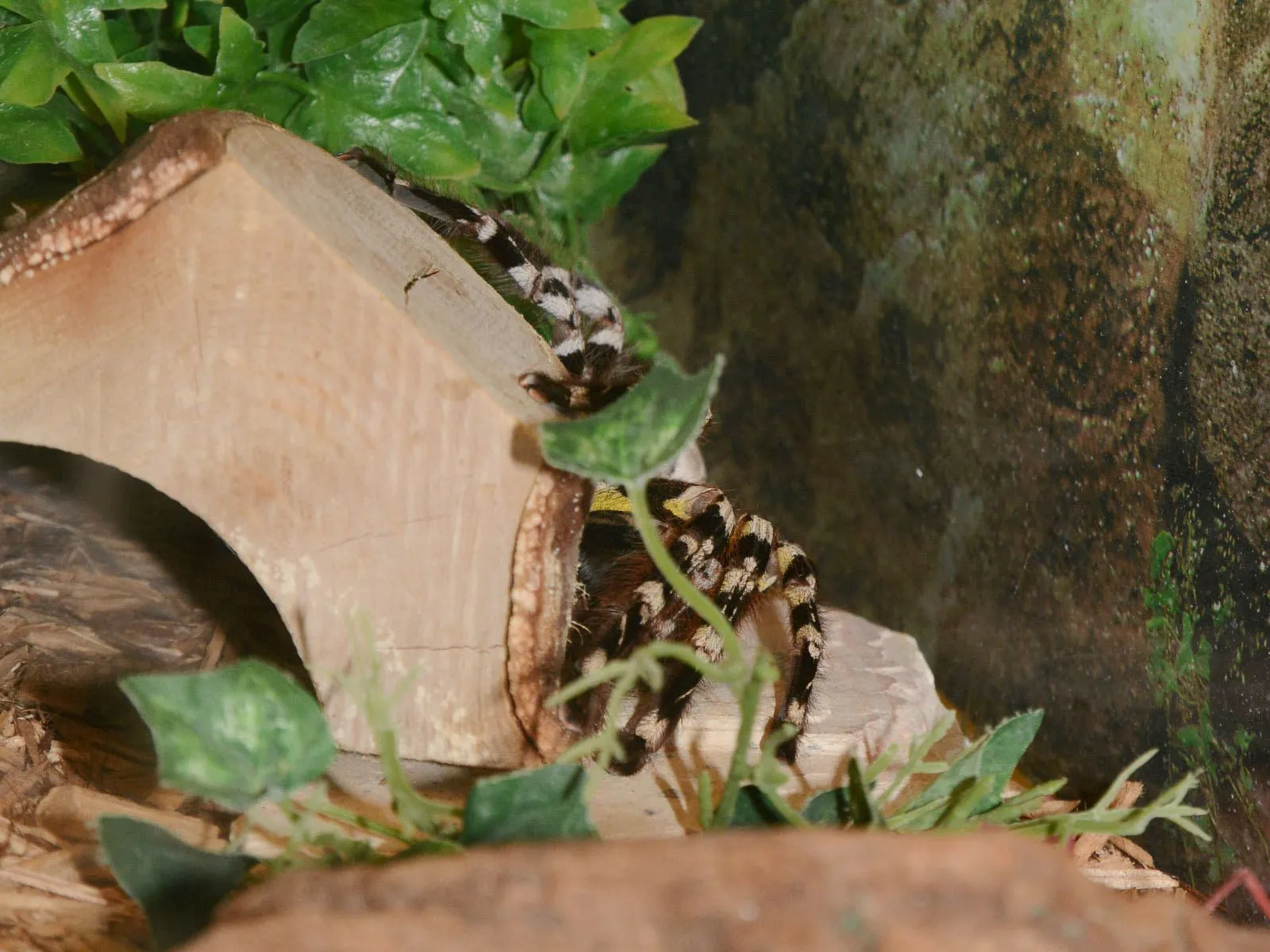 19872 hyderabad tarantula feeding