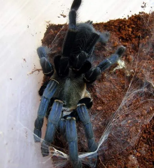 19873 tarantula feeding