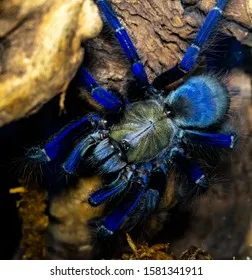 19873 tarantula handling