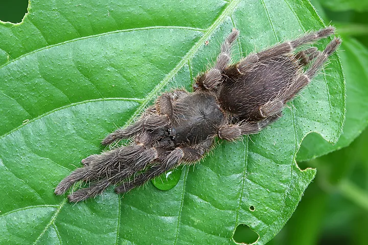 19873 tarantula molting