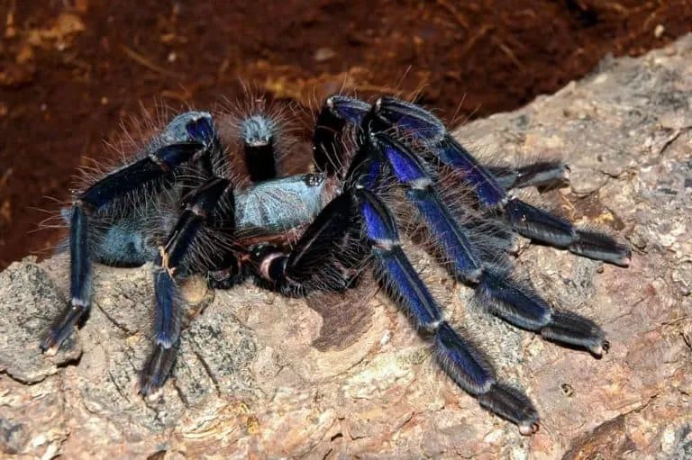 /img/19873-tarantula-singapore-pet-conclusion.webp