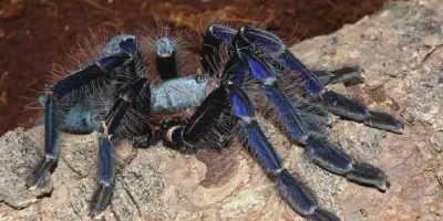 /img/19873-tarantula-singapore-pet-conclusion.webp