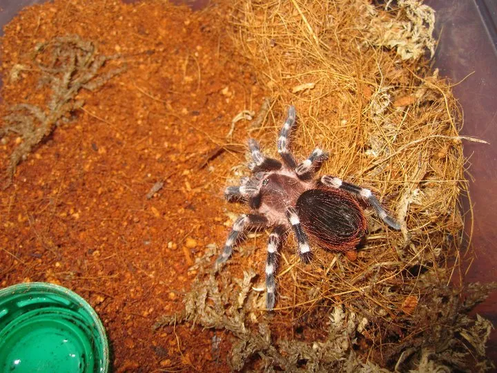 /img/19874-tarantula-pet-shop.webp