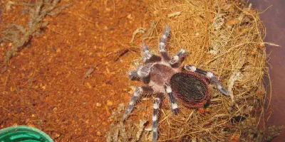 /img/19874-tarantula-pet-shop.webp