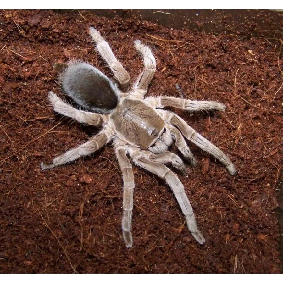 19875 legal tarantula species