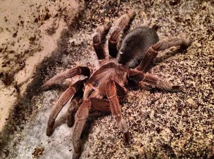 19875 tarantula breeder