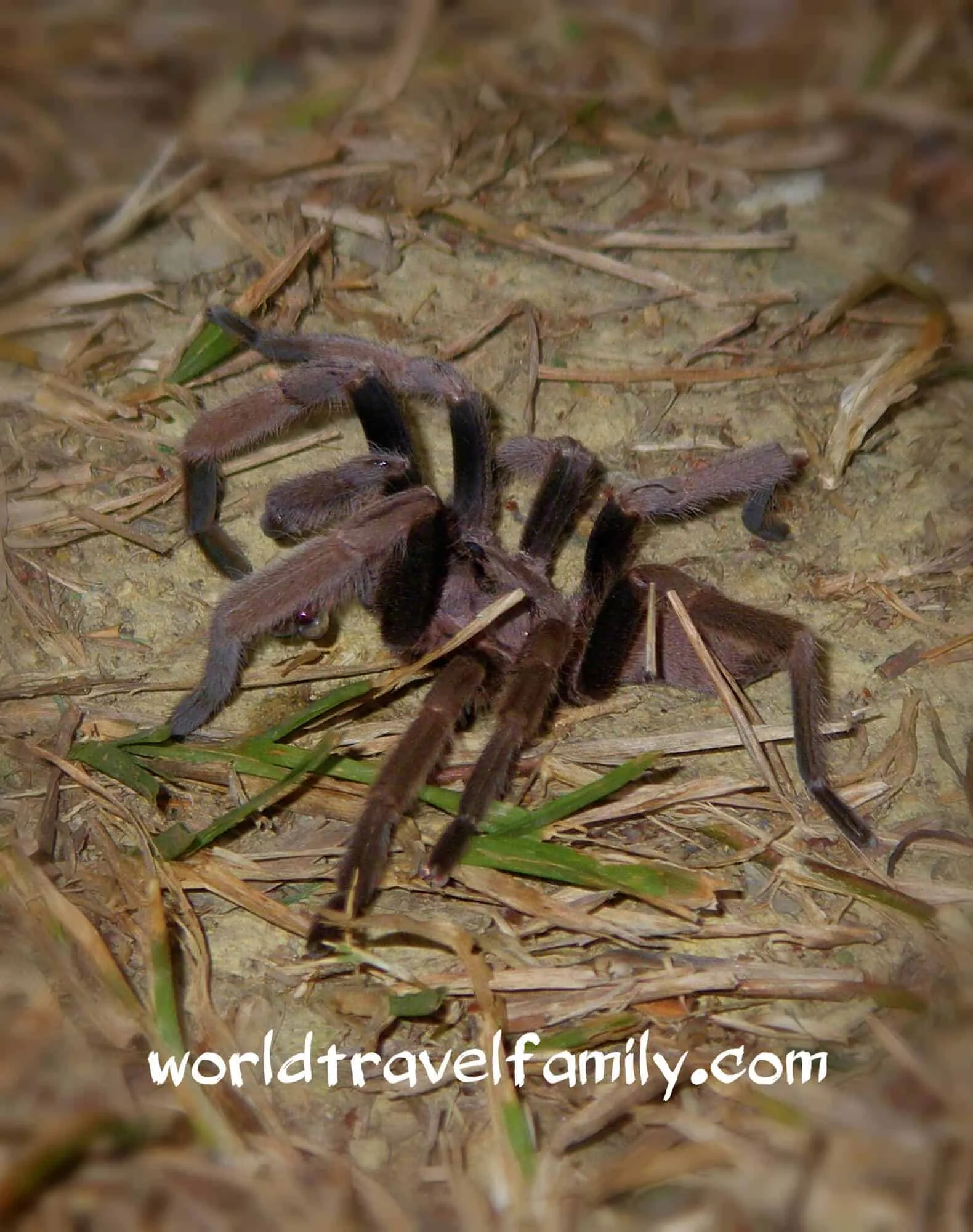 19875 tarantula handling
