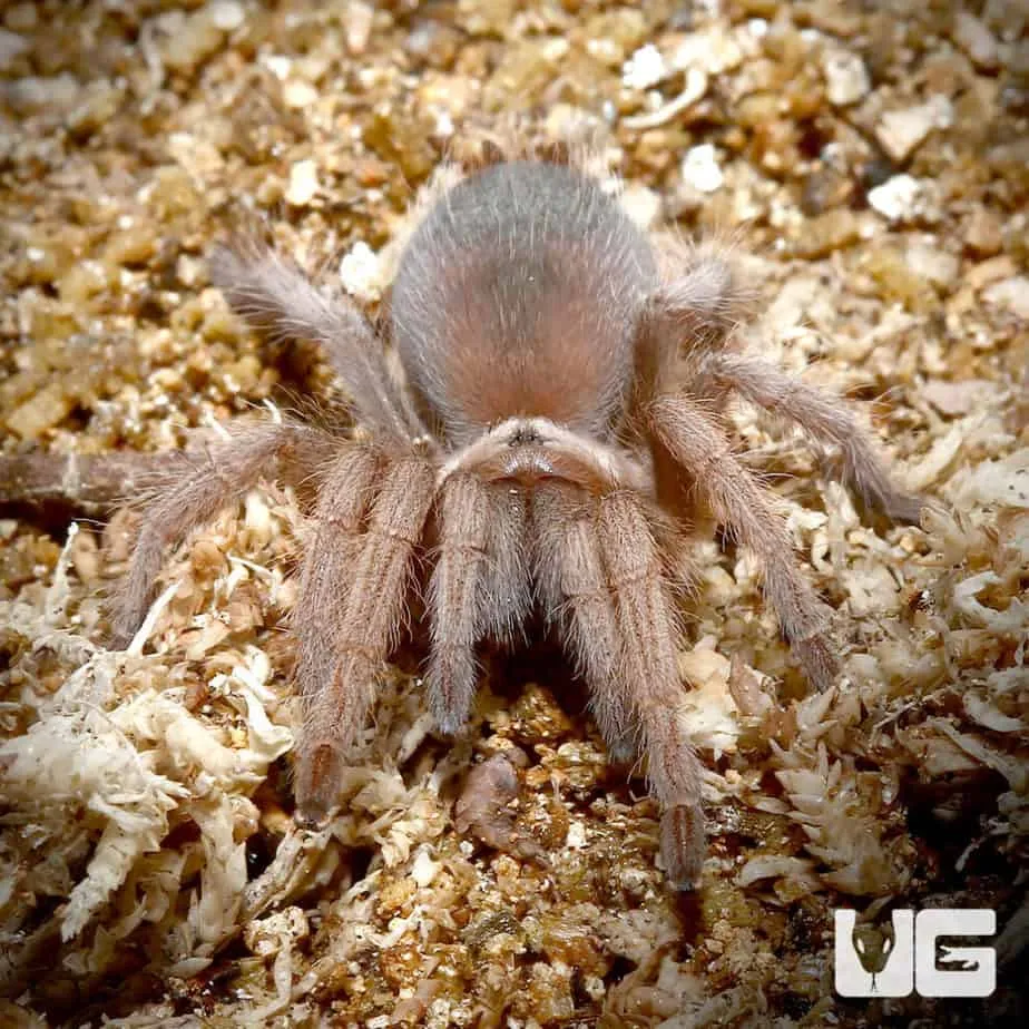 19876 tucson tarantula close up
