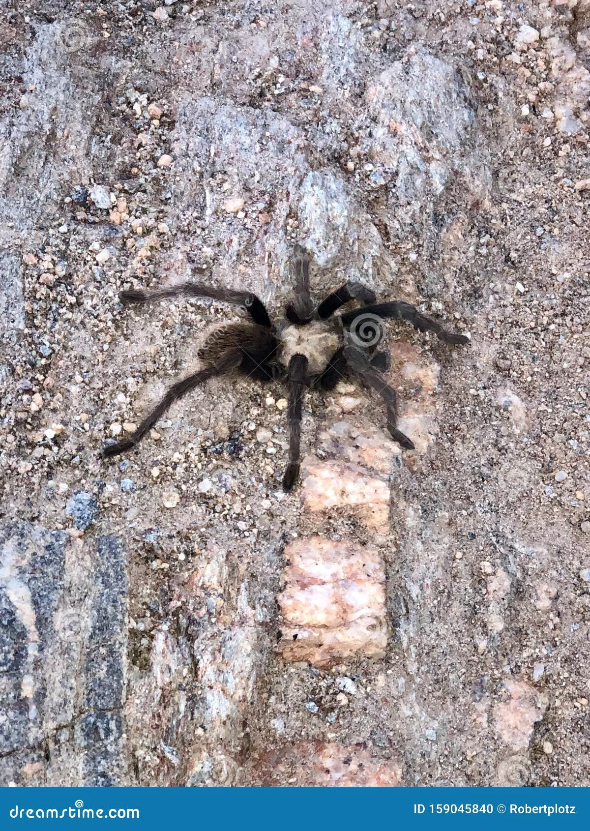 19876 tucson tarantula defenses