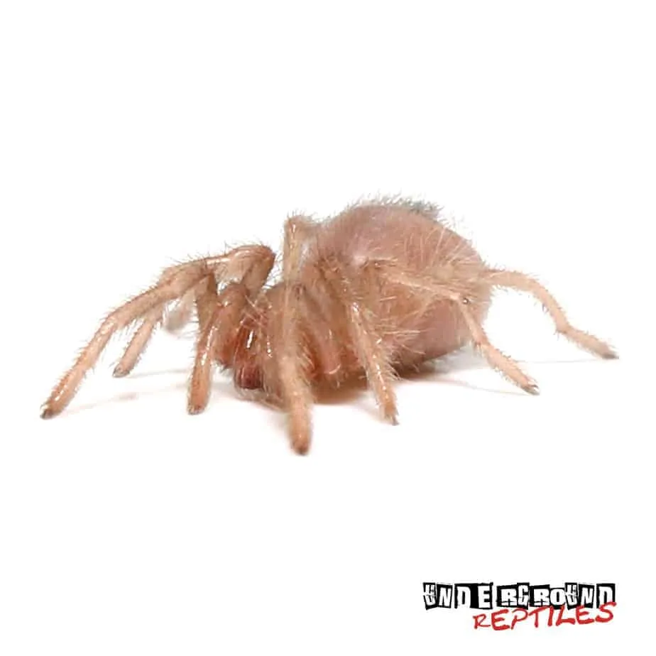 19876 tucson tarantula habitat