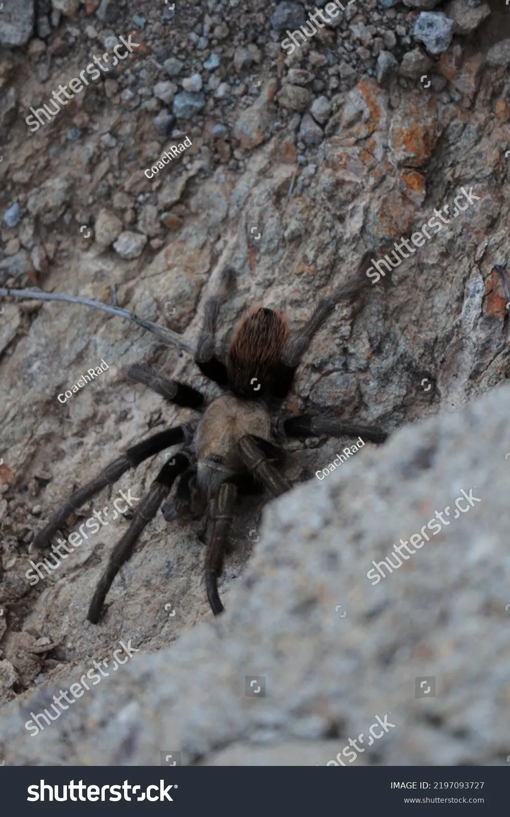 19876 tucson tarantula human interaction
