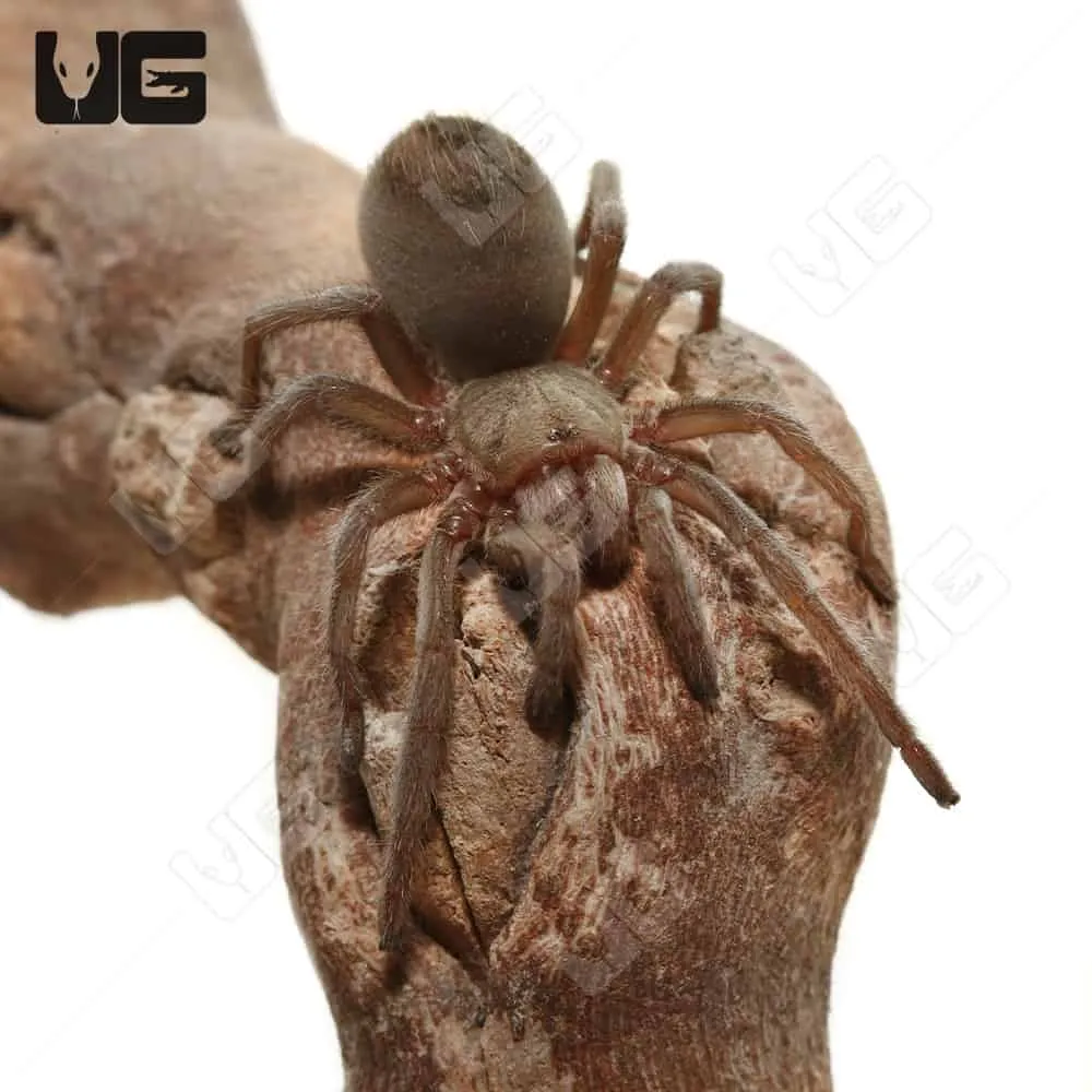 19876 tucson tarantula mating