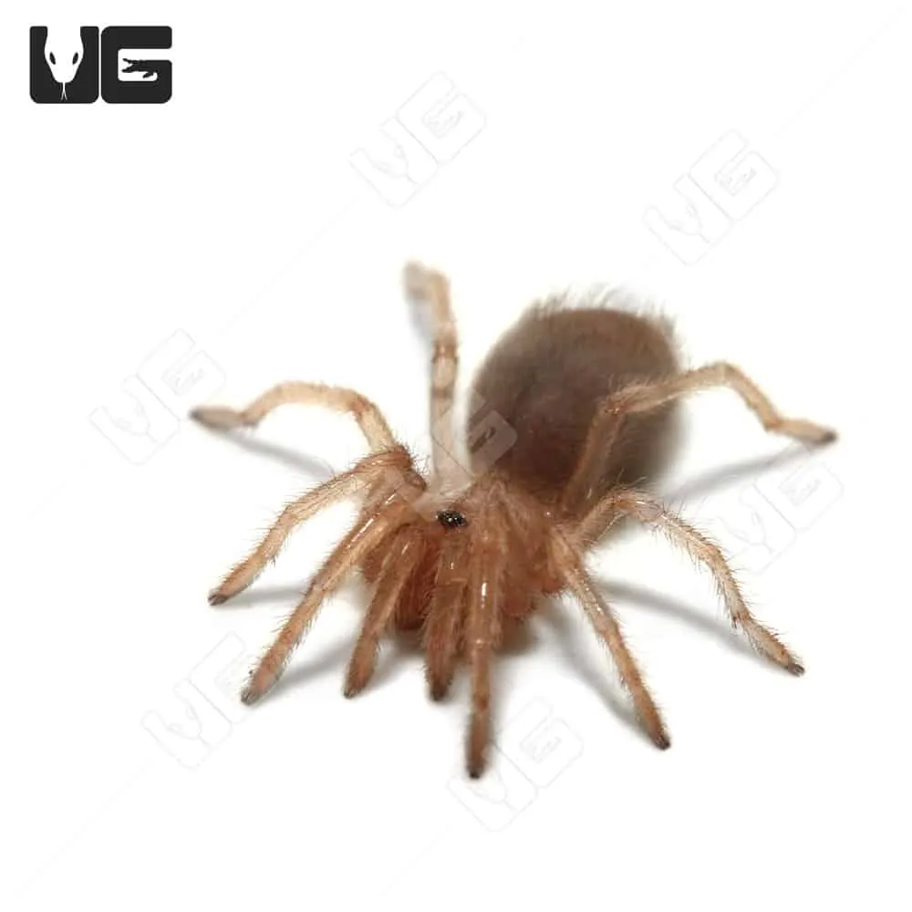 /img/19876-tucson-tarantula-observing.webp