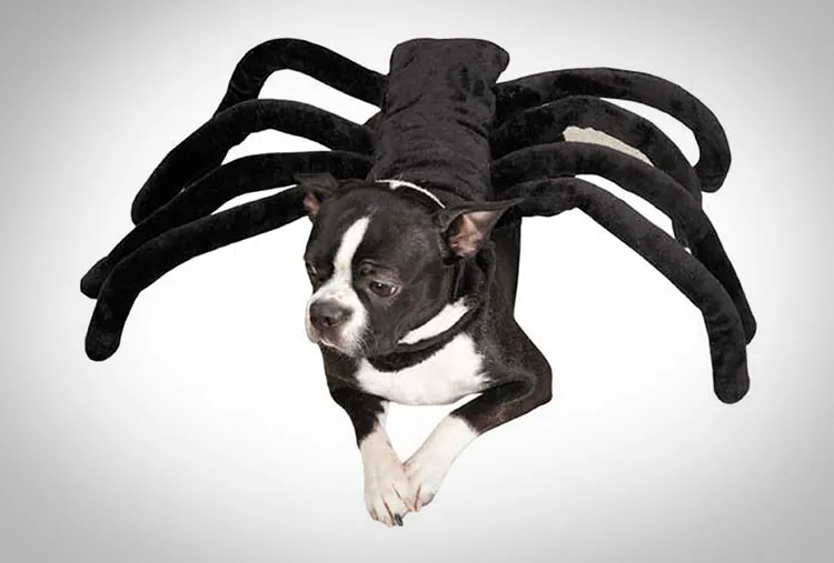 19877 dog tarantula costume attaching