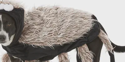 /img/19877-dog-tarantula-costume-finished.webp