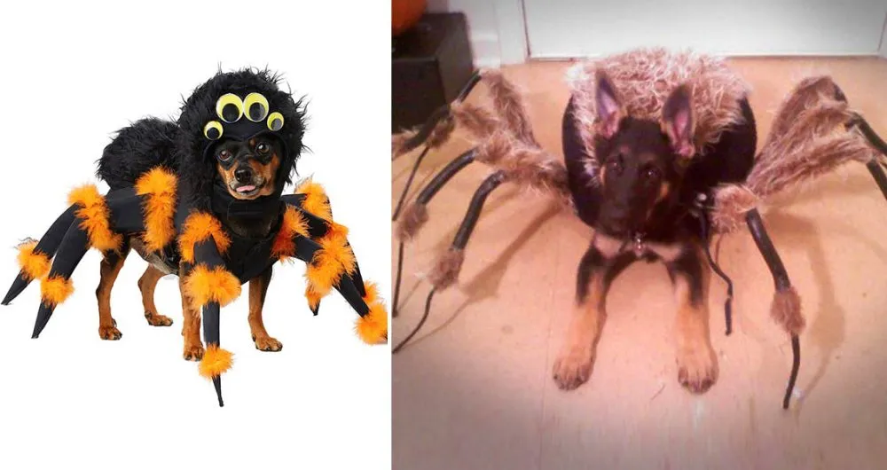 19877 dog tarantula costume measuring