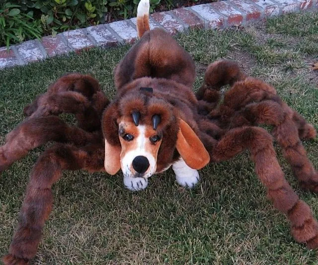 19877 dog tarantula costume safety