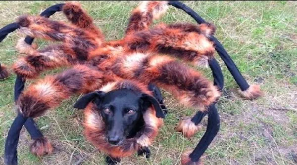 19877 dog tarantula costume styling