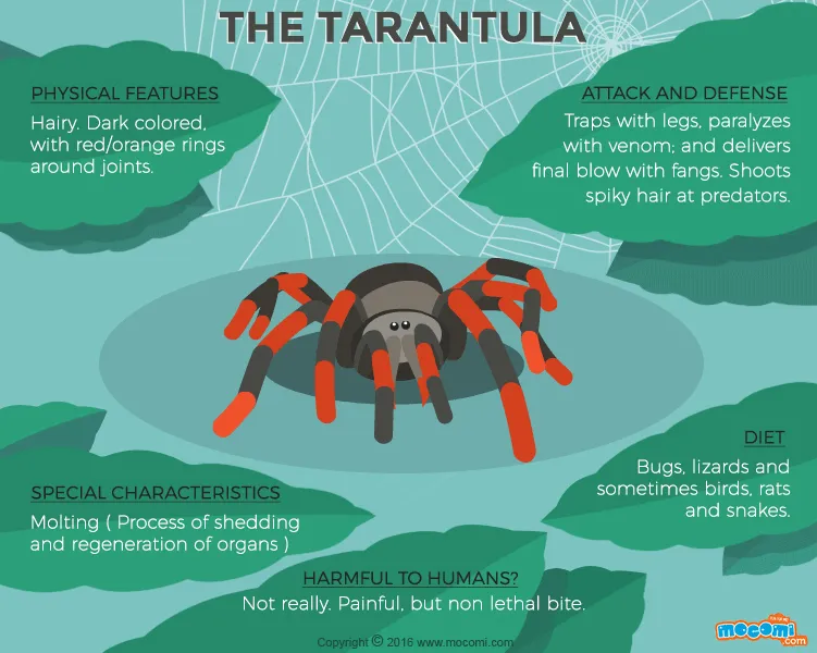 19878 tarantula species diversity