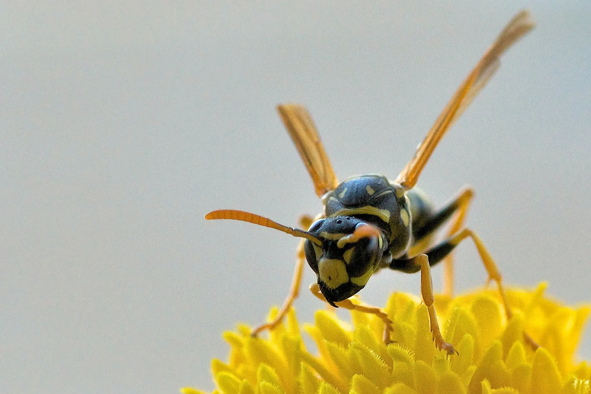 19879 tarantula wasp laying eggs