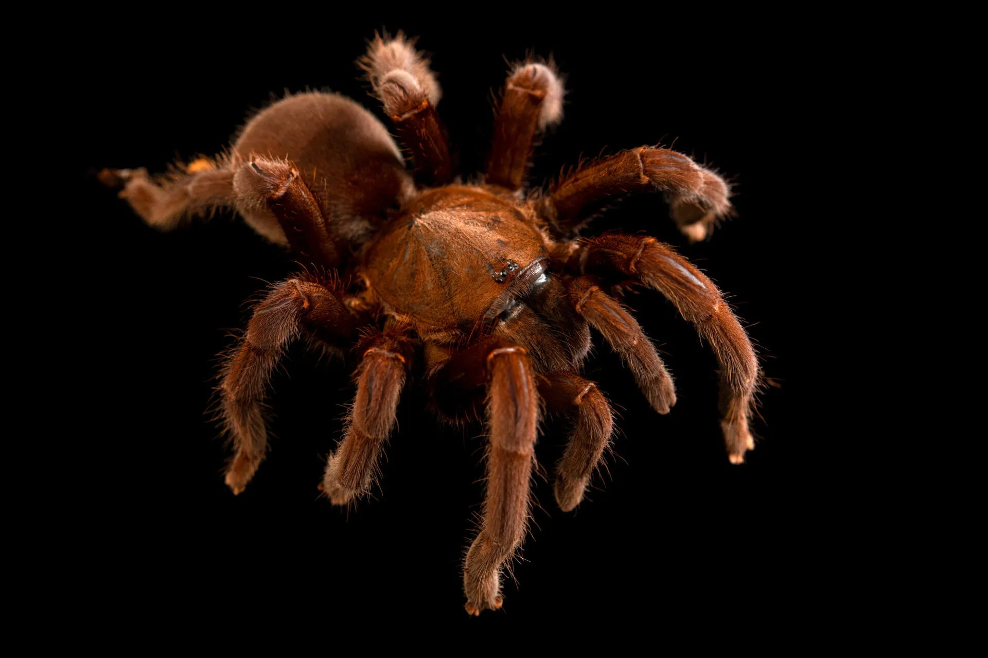 19880 java yellow knee tarantula appearance
