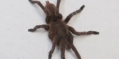 /img/19880-java-yellow-knee-tarantula-feeding-frequency.webp