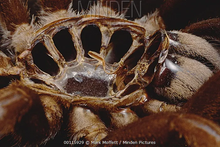 19880 java yellow knee tarantula habitat