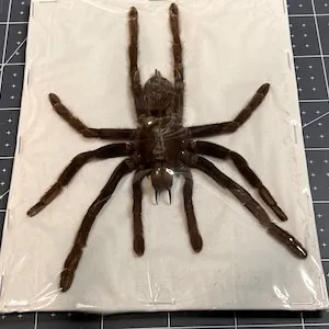 19880 java yellow knee tarantula handling