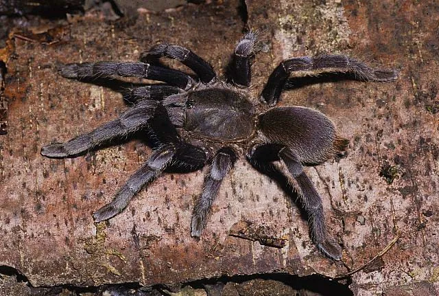 19880 java yellow knee tarantula size